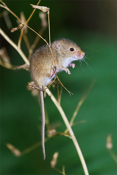 Harvest mouse balancing act Picture Board by Ian Duffield