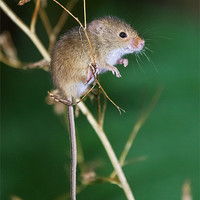 Buy canvas prints of Harvest mouse balancing act by Ian Duffield