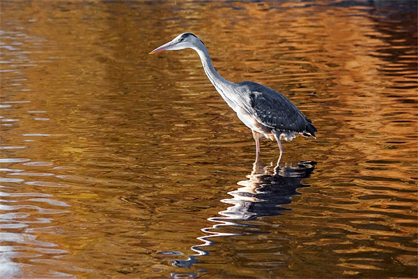 Heron stalking on  a golden lake Picture Board by Ian Duffield