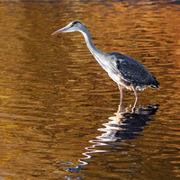 Buy canvas prints of Heron stalking on  a golden lake by Ian Duffield