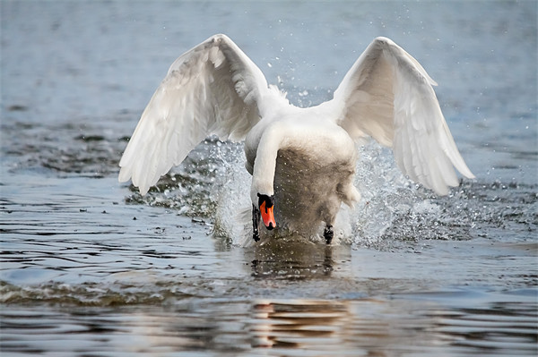 Charging swan means business! Picture Board by Ian Duffield