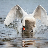 Buy canvas prints of Charging swan means business! by Ian Duffield