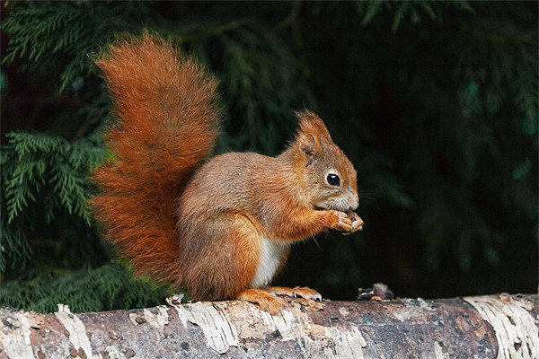 Red Squirrel finds time for a nibble Picture Board by Ian Duffield