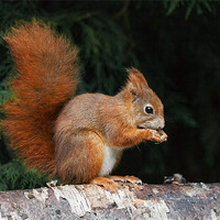Buy canvas prints of Red Squirrel finds time for a nibble by Ian Duffield
