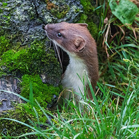 Buy canvas prints of Stoat wonders - Is it safe? by Ian Duffield