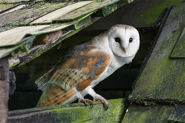 Barn owl peering out Picture Board by Ian Duffield