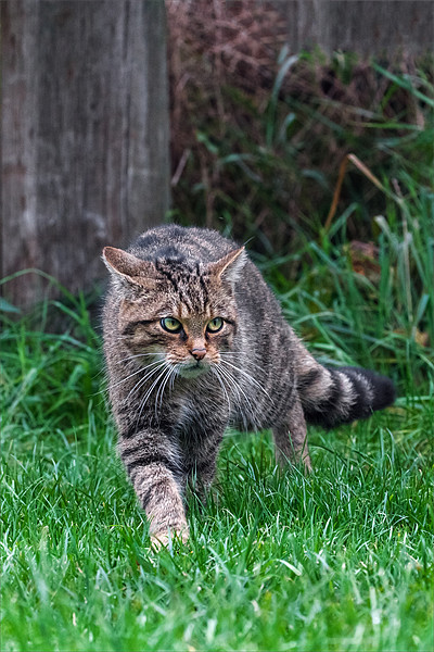 Wildcat on the prowl Picture Board by Ian Duffield