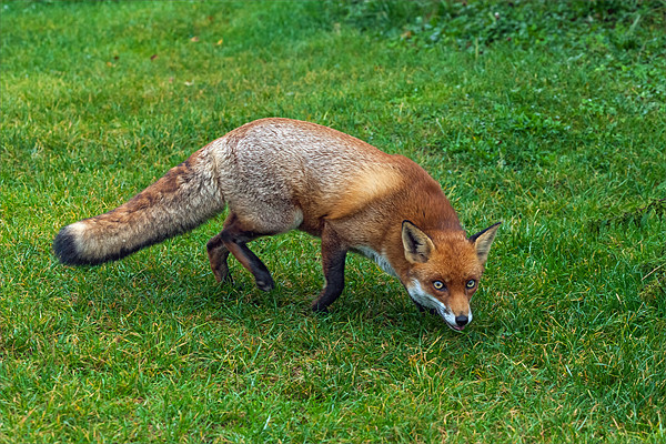 Slinky fox Picture Board by Ian Duffield