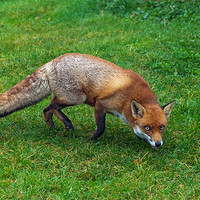 Buy canvas prints of Slinky fox by Ian Duffield