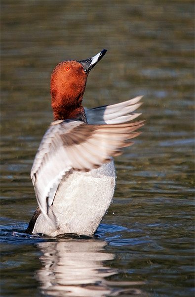 Male Pochard says "Applause please" as he stands i Picture Board by Ian Duffield