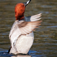 Buy canvas prints of Male Pochard says "Applause please" as he stands i by Ian Duffield
