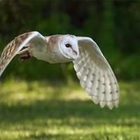 Buy canvas prints of Barn Owl flypast by Ian Duffield