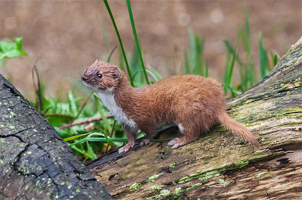 A tiny Weasel scans its surroundings Picture Board by Ian Duffield