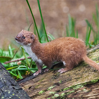 Buy canvas prints of Weasel pops out by Ian Duffield