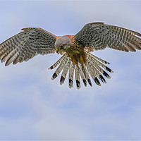 Buy canvas prints of Windhover (Kestrel) in the sky by Ian Duffield