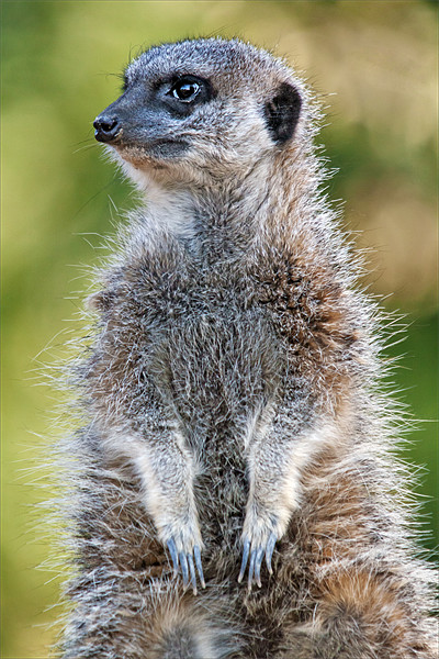 Cute little Meerkat on guard duty Picture Board by Ian Duffield