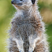 Buy canvas prints of Meerkat on guard by Ian Duffield