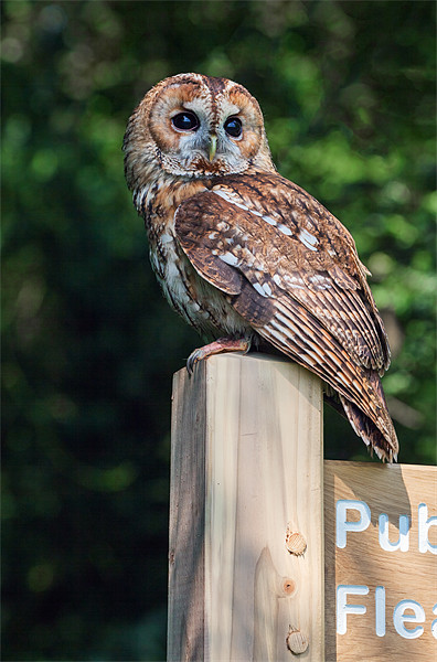 Tawny Owl on signpost Picture Board by Ian Duffield