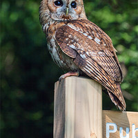 Buy canvas prints of Tawny Owl on signpost by Ian Duffield