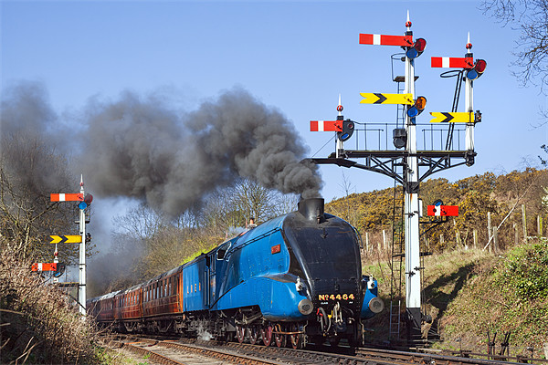 Historic steam train passing the signals Picture Board by Ian Duffield