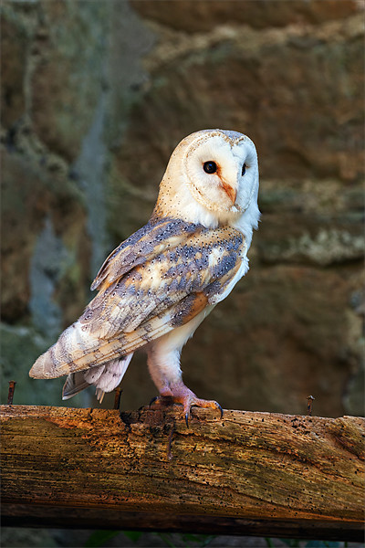 Barn owl in the right place Picture Board by Ian Duffield