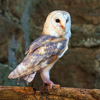 Buy canvas prints of Barn owl in the right place by Ian Duffield