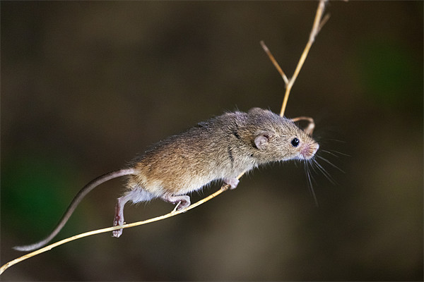 Harvest Mouse Highwire Act Picture Board by Ian Duffield