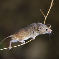 Buy canvas prints of Harvest Mouse Highwire Act by Ian Duffield
