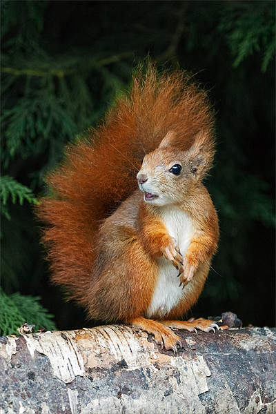Red Squirrel wonders what is going on. Picture Board by Ian Duffield
