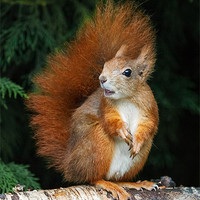 Buy canvas prints of Red Squirrel wonders what is going on. by Ian Duffield