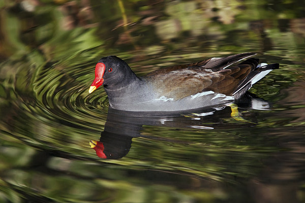 Glorious Moorhen and reflection Picture Board by Ian Duffield