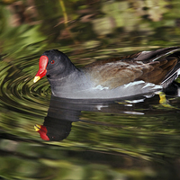 Buy canvas prints of Glorious Moorhen and reflection by Ian Duffield