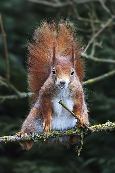 Red squirrel with attitude. Picture Board by Ian Duffield