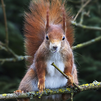 Buy canvas prints of Red squirrel with attitude. by Ian Duffield