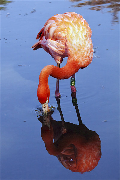 Flamingo reflection Picture Board by Ian Duffield