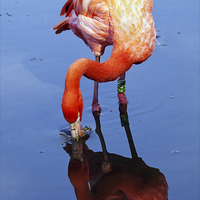 Buy canvas prints of Flamingo reflection by Ian Duffield