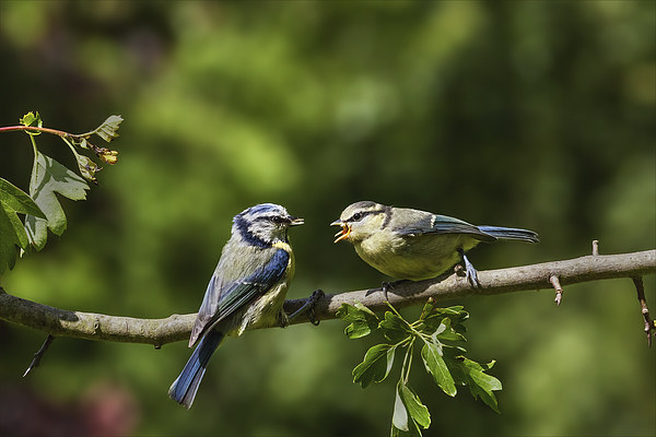 Blue tit feeding youngster Picture Board by Ian Duffield