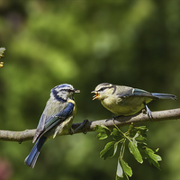 Buy canvas prints of Blue tit feeding youngster by Ian Duffield