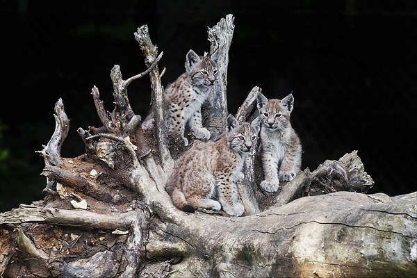 A trio of cute little lynx cubs sitting together Picture Board by Ian Duffield