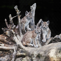 Buy canvas prints of A trio of lynx cubs by Ian Duffield