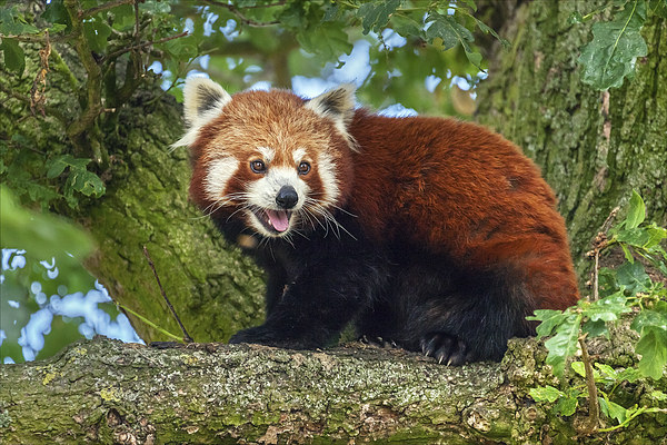 Red Panda in tree Picture Board by Ian Duffield