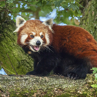 Buy canvas prints of Red Panda in tree by Ian Duffield