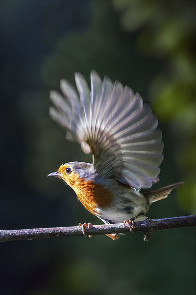 Flighty Robin Picture Board by Ian Duffield
