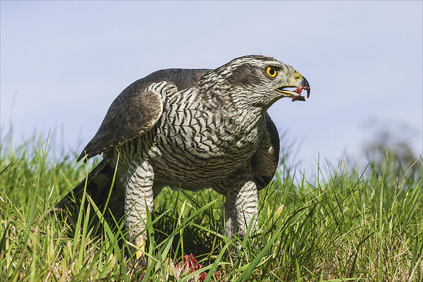  The Mighty Goshawk Picture Board by Ian Duffield