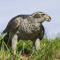 Buy canvas prints of  The Mighty Goshawk by Ian Duffield