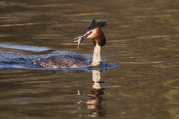 Great Crested Grebe with fish  Picture Board by Ian Duffield
