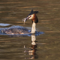 Buy canvas prints of Great Crested Grebe with fish  by Ian Duffield