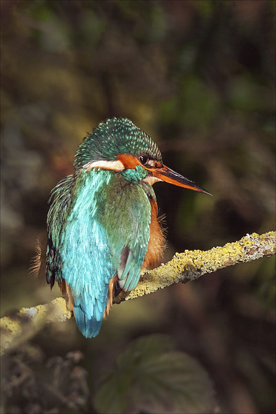 The Beautiful Kingfisher  Picture Board by Ian Duffield