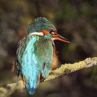 Buy canvas prints of The Beautiful Kingfisher  by Ian Duffield