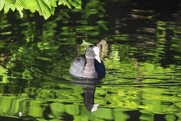 Coot on a river of green  Picture Board by Ian Duffield